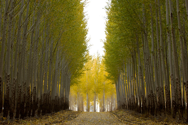 Forest of birch trees