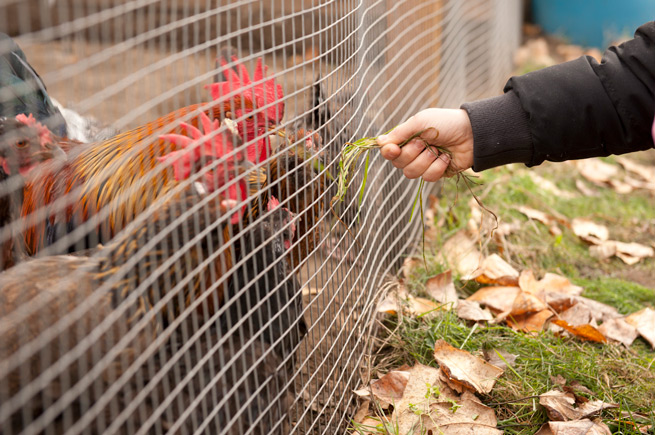 Person feeding a rooster at a Solid Ground community garden near Seattle