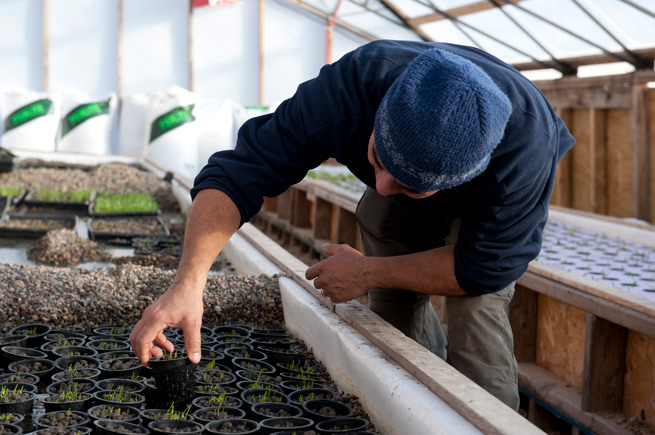 Farmer in a greenhouse at Main Street Project, Northfield, Minnesota