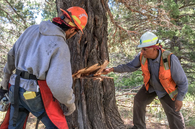 Tribal Workforce Crew Manager Joe Ochoa trains a tribal crew member for the Lomakatsi Restoration Project (LRP), a nonprofit that partners with three tribal nations in California. (Photo: LRP)