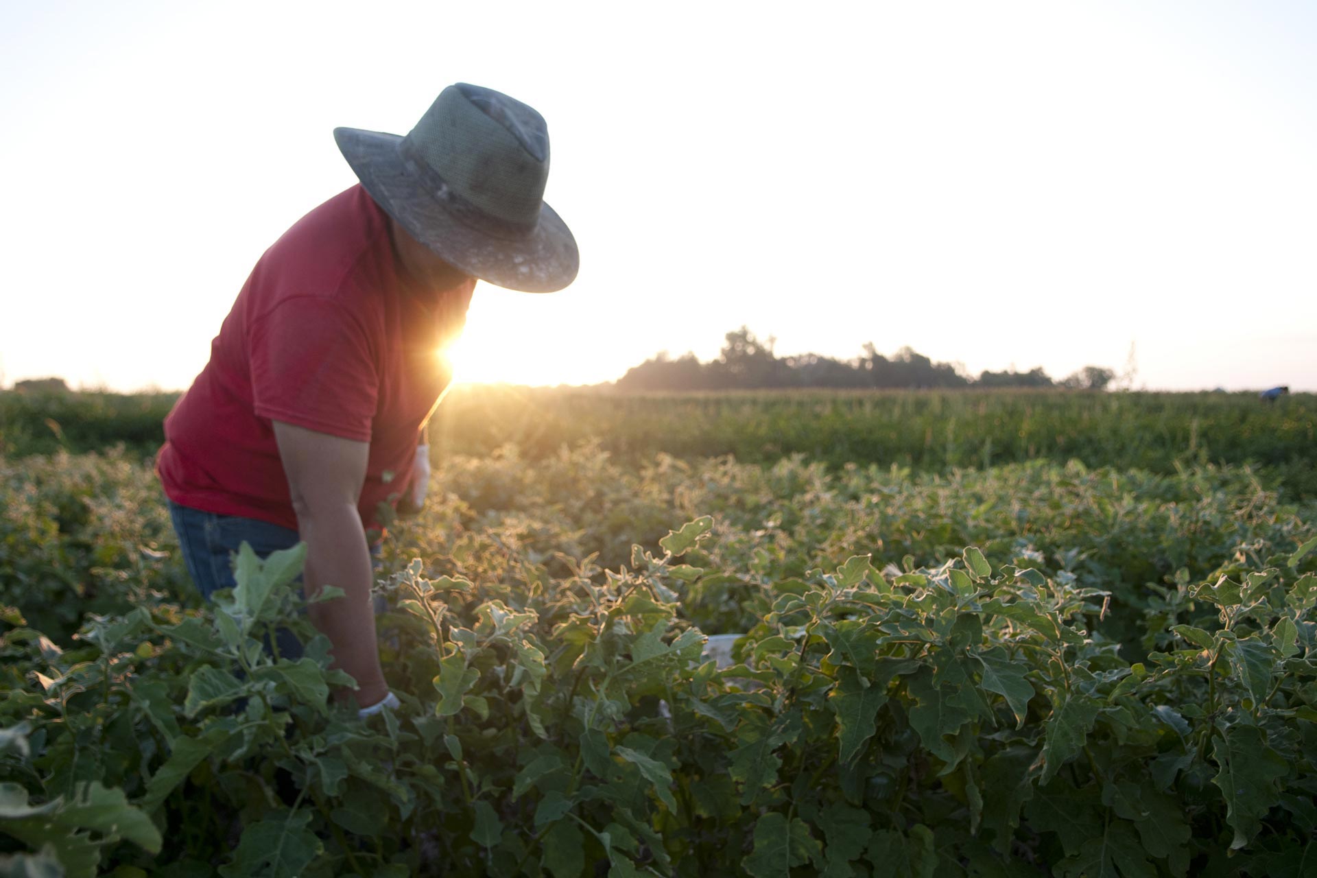 Hmong farmer in a field