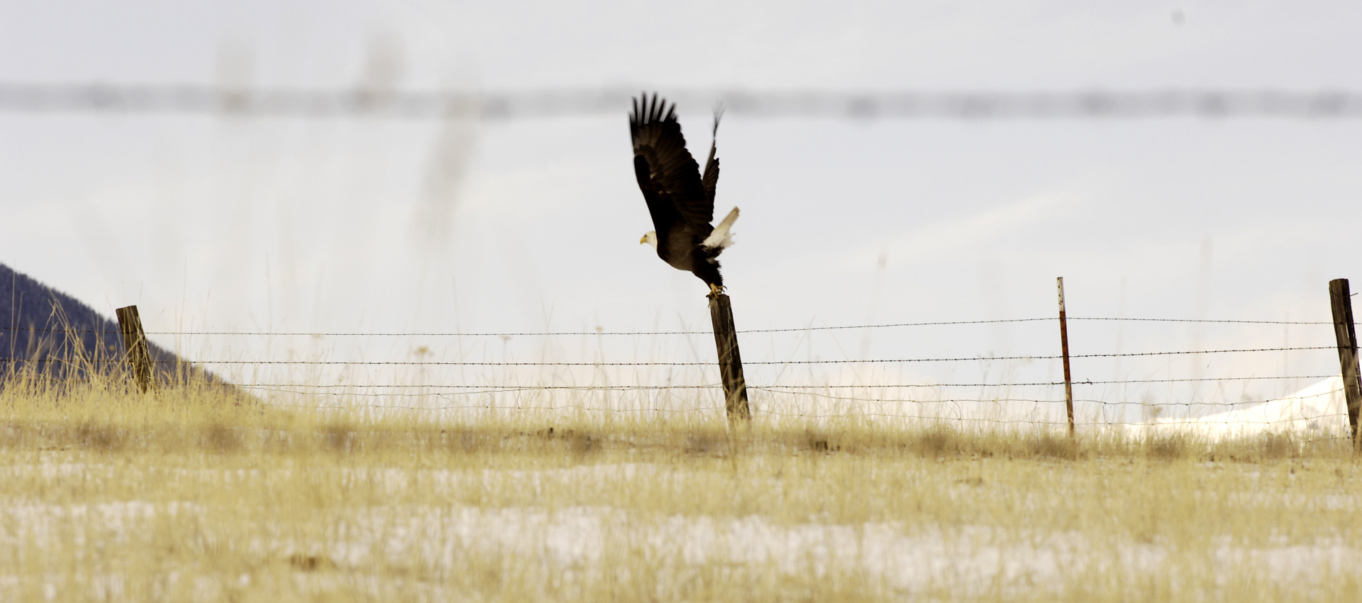 American Bald Eagle starting flight near a fence