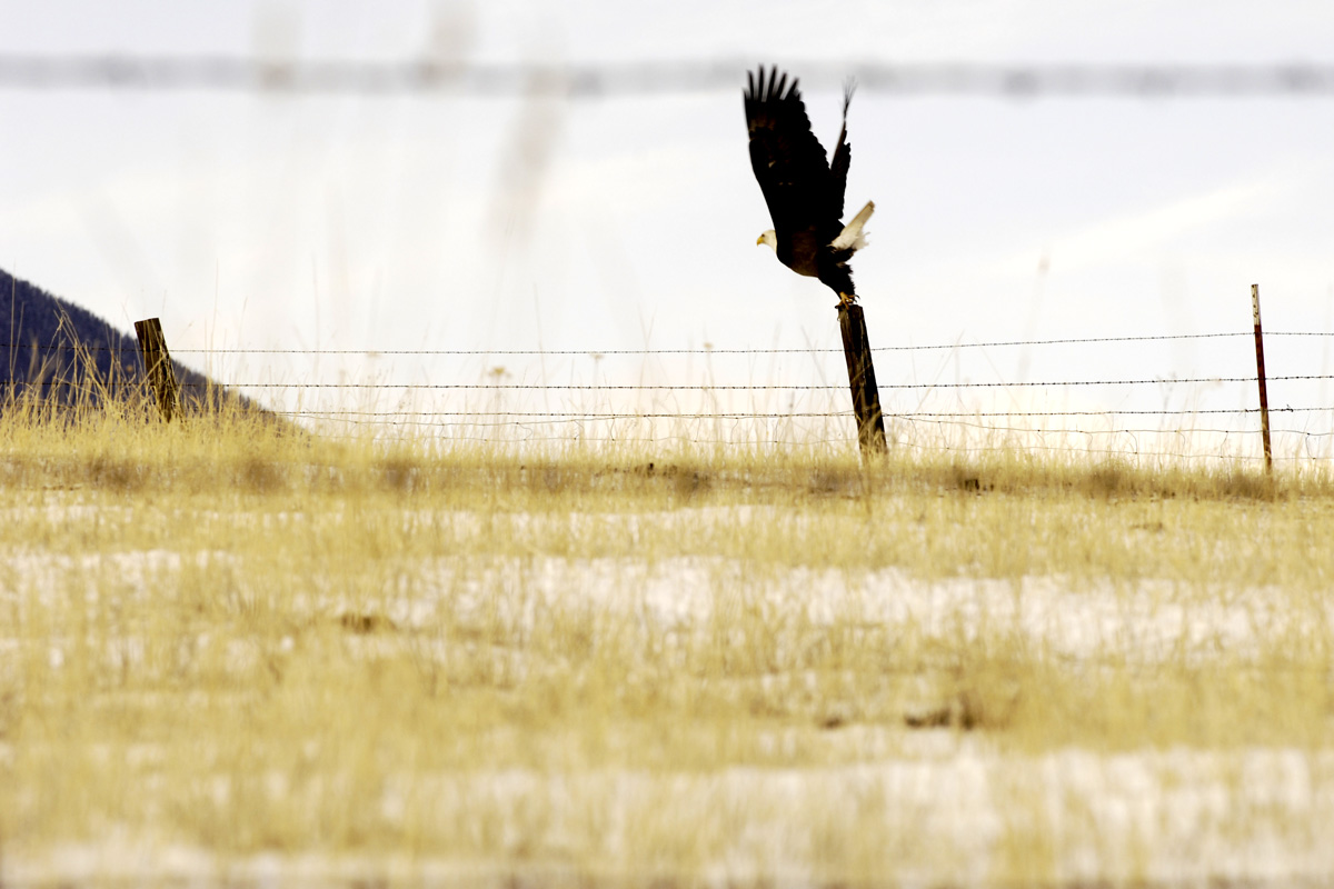 Eagle taking flight on a prairie