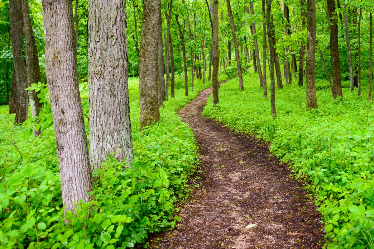 Path through the forest