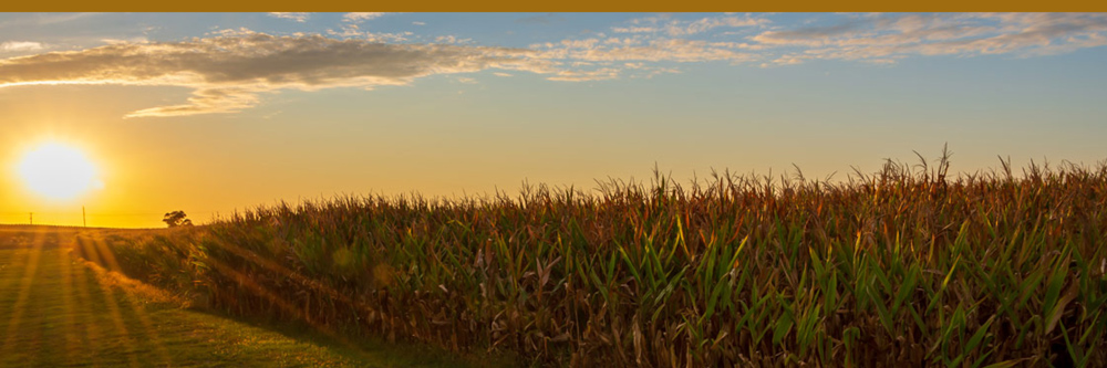 Iowa cornfield